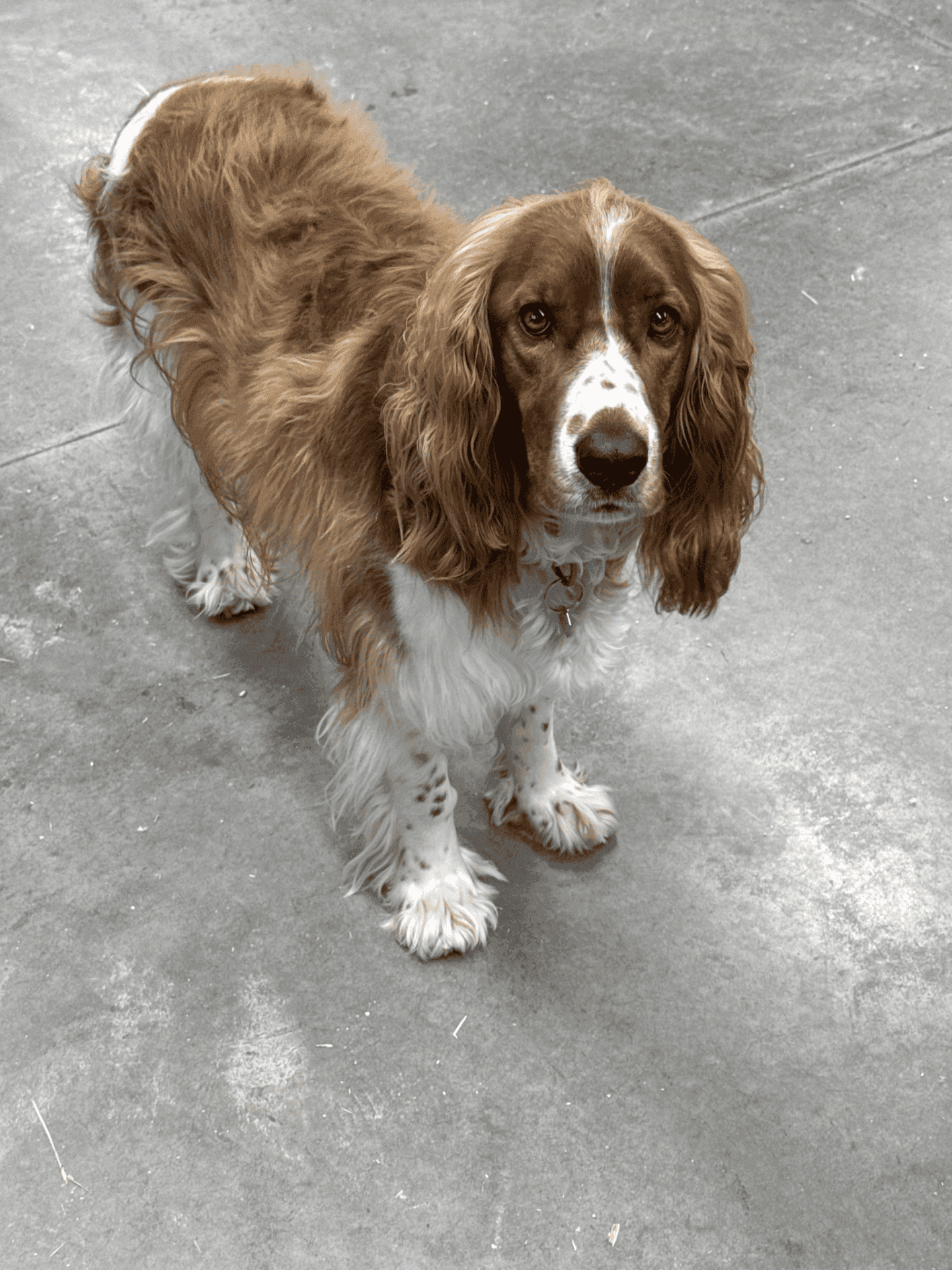 Dog standing on workshop floor, featuring curly fur and a curious expression, representing the family-oriented environment of Beaver Custom Builds.